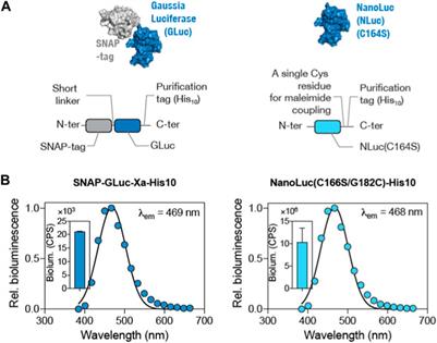 BRET-based biosensors for SARS-CoV-2 oligonucleotide detection